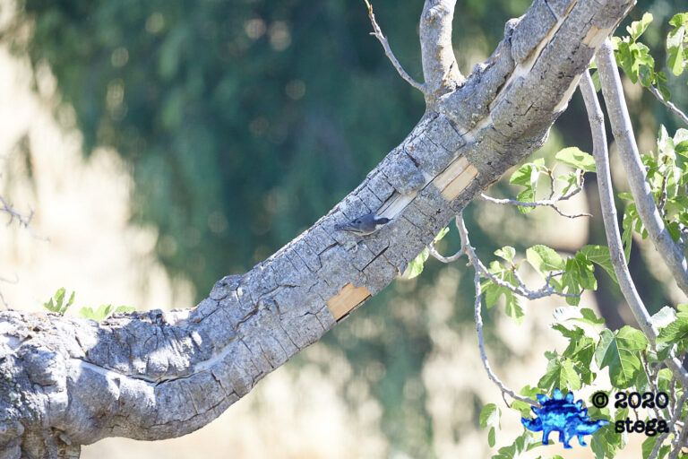 White Breasted Nuthatch