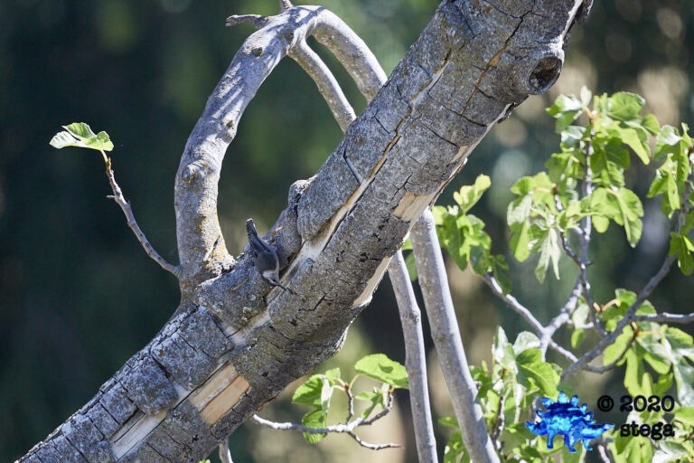 White Breasted Nuthatch