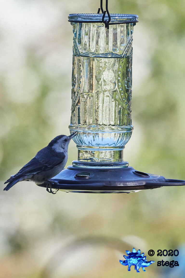 White Breasted Nuthatch