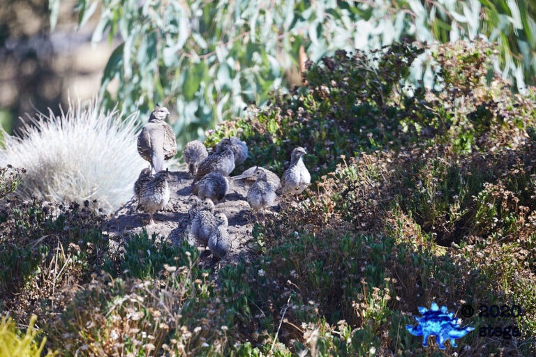 California Quail