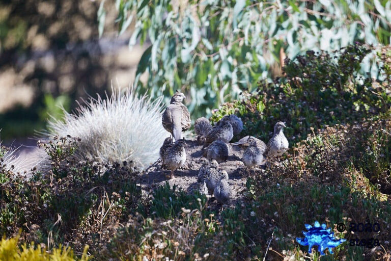California Quail