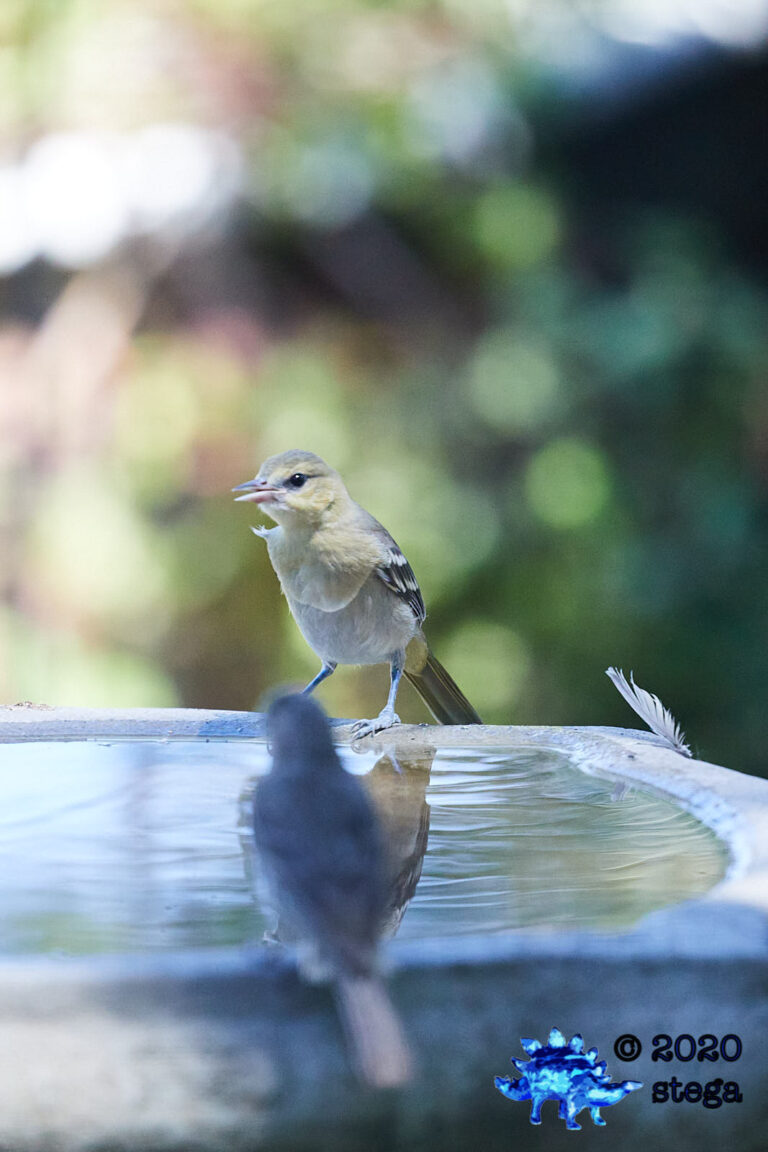 Bullock’s Oriole