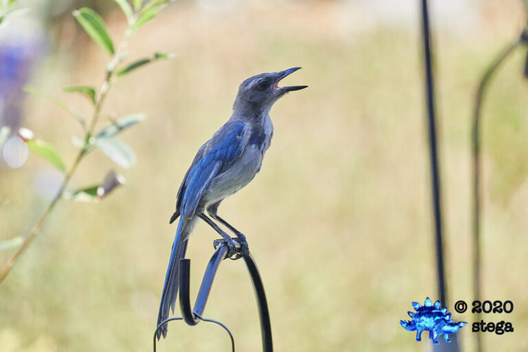 California Scrub Jay