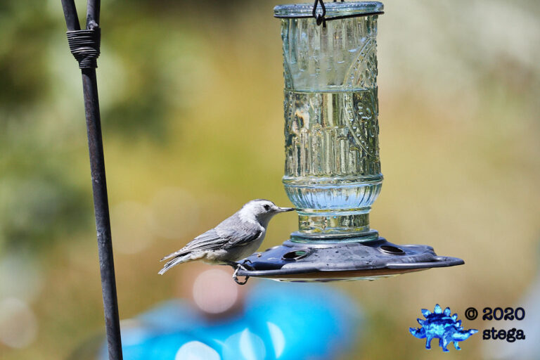 White Breasted Nuthatch