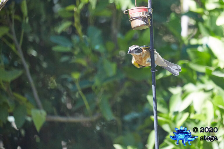 Black-headed Grosbeak