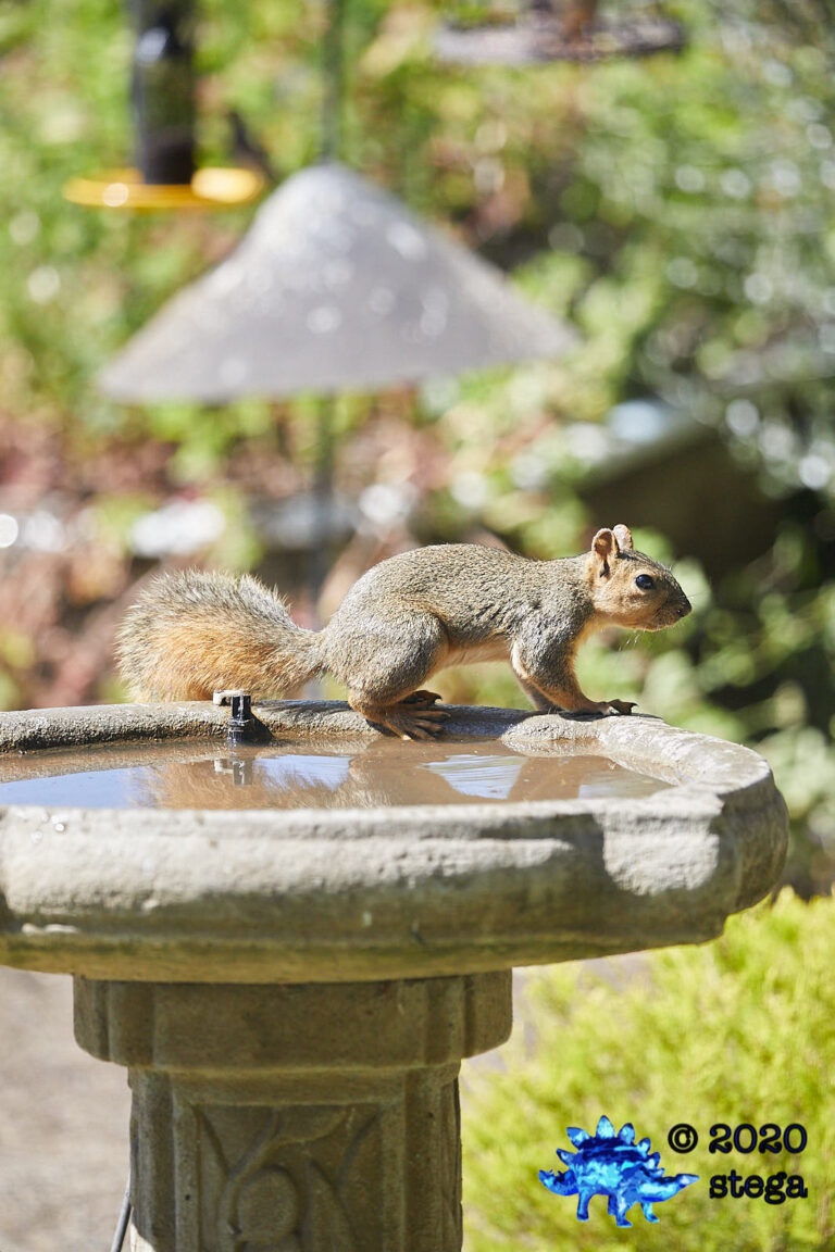 Fox Squirrel