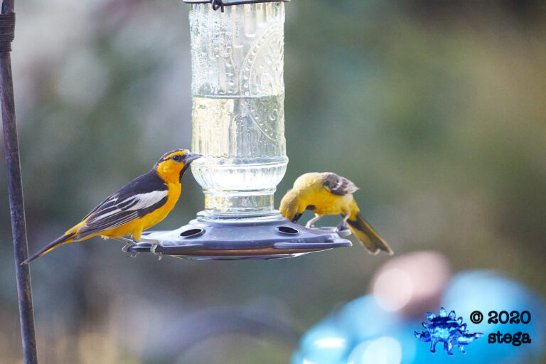 Bullock’s Oriole and Hooded Oriole