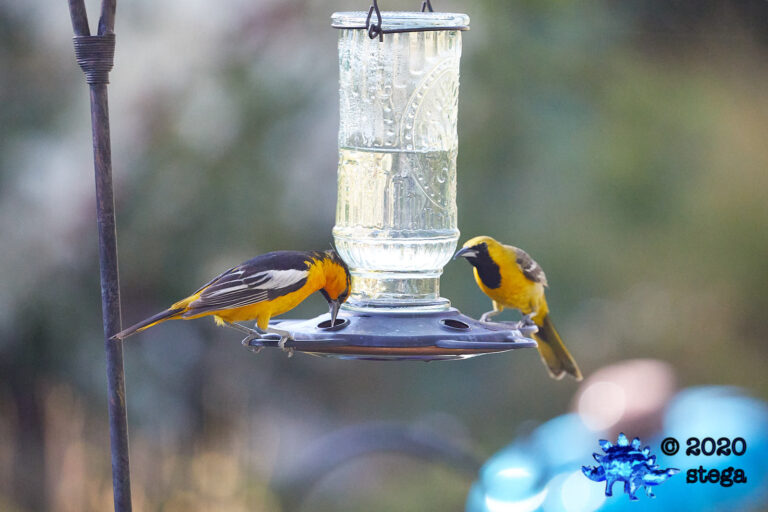 Bullock’s and Hooded Orioles