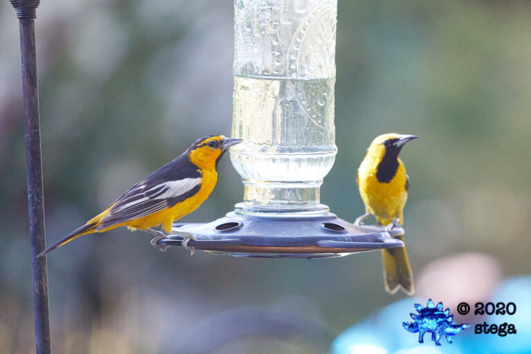 Bullock’s Oriole and Hooded Oriole