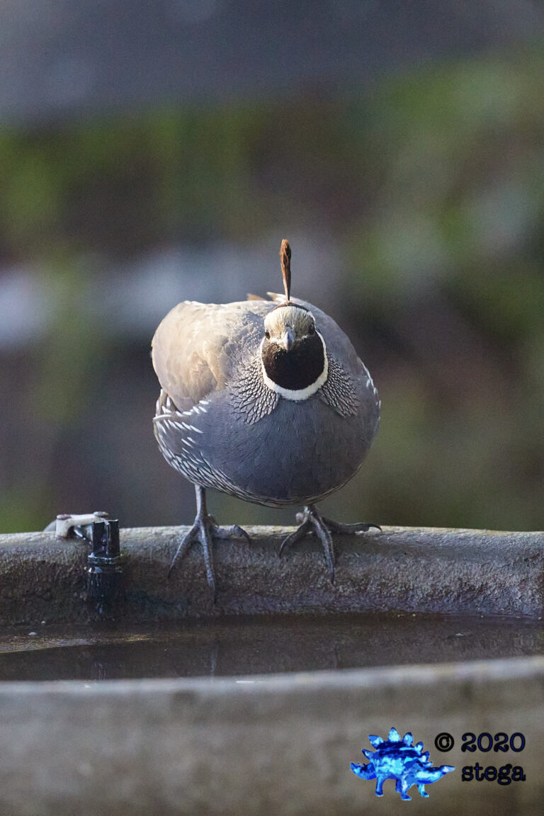 California Quail