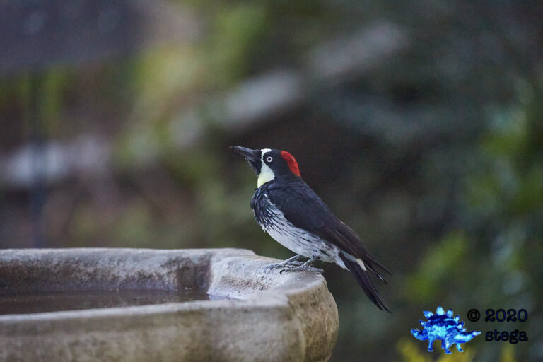 Acorn Woodpecker