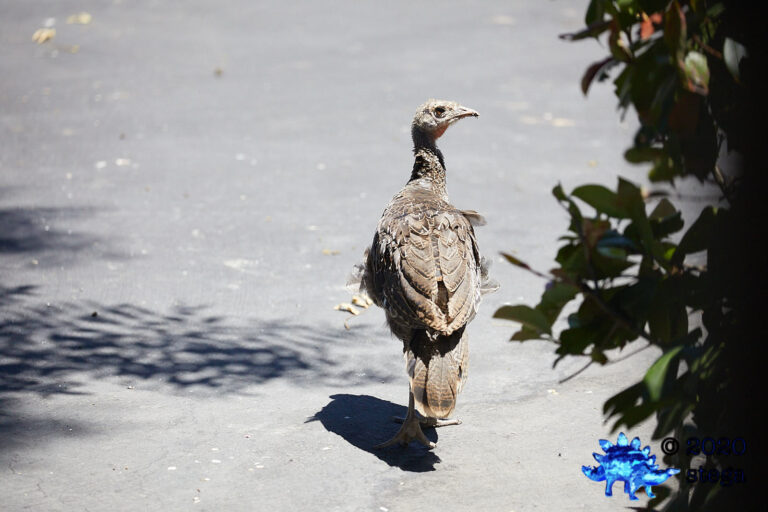 Wild Turkey