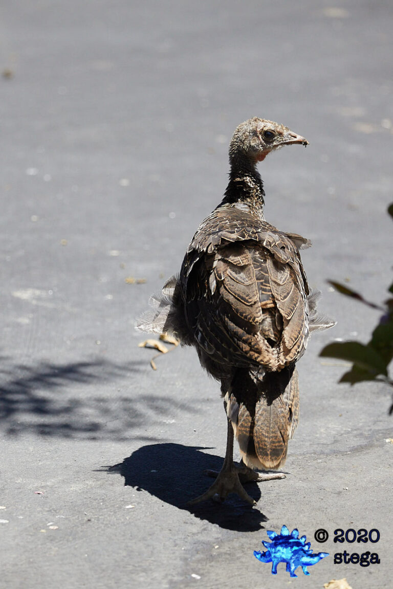 Young Wild Turkey