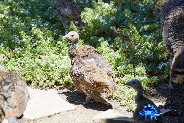 Wild Turkey Fledgling