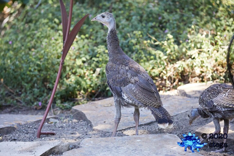 Turkey