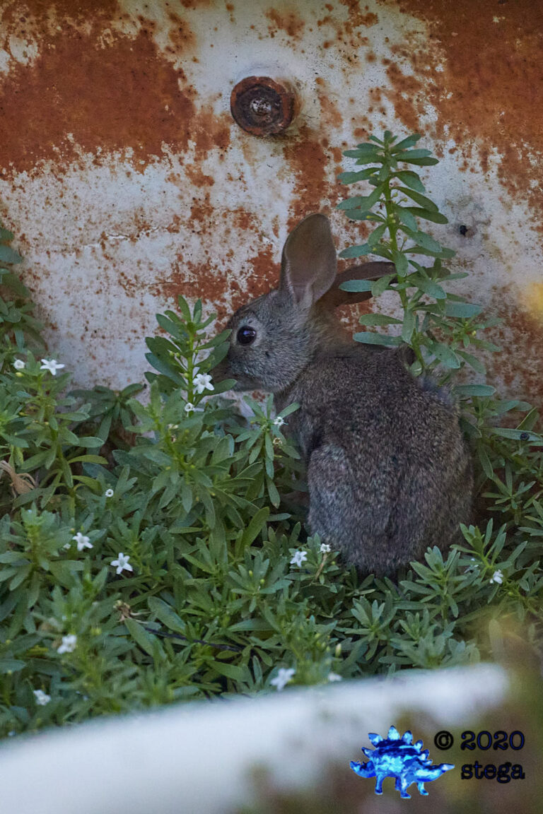 Wild Baby Hare
