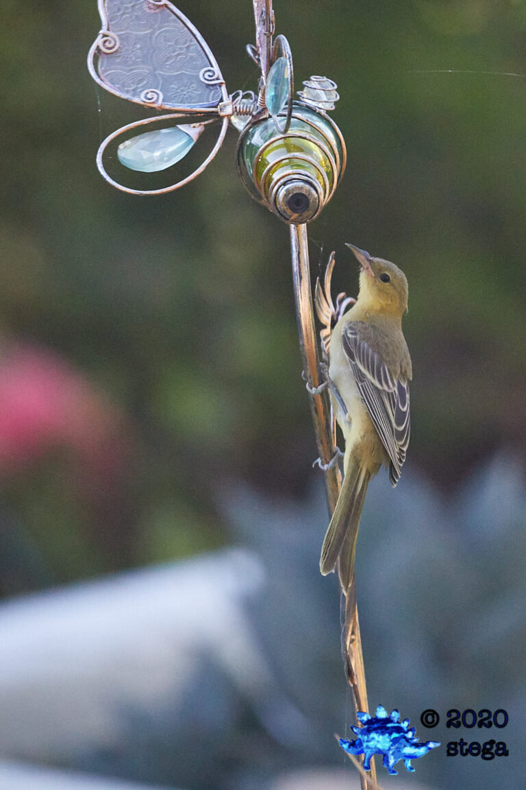 Bullock’s Oriole
