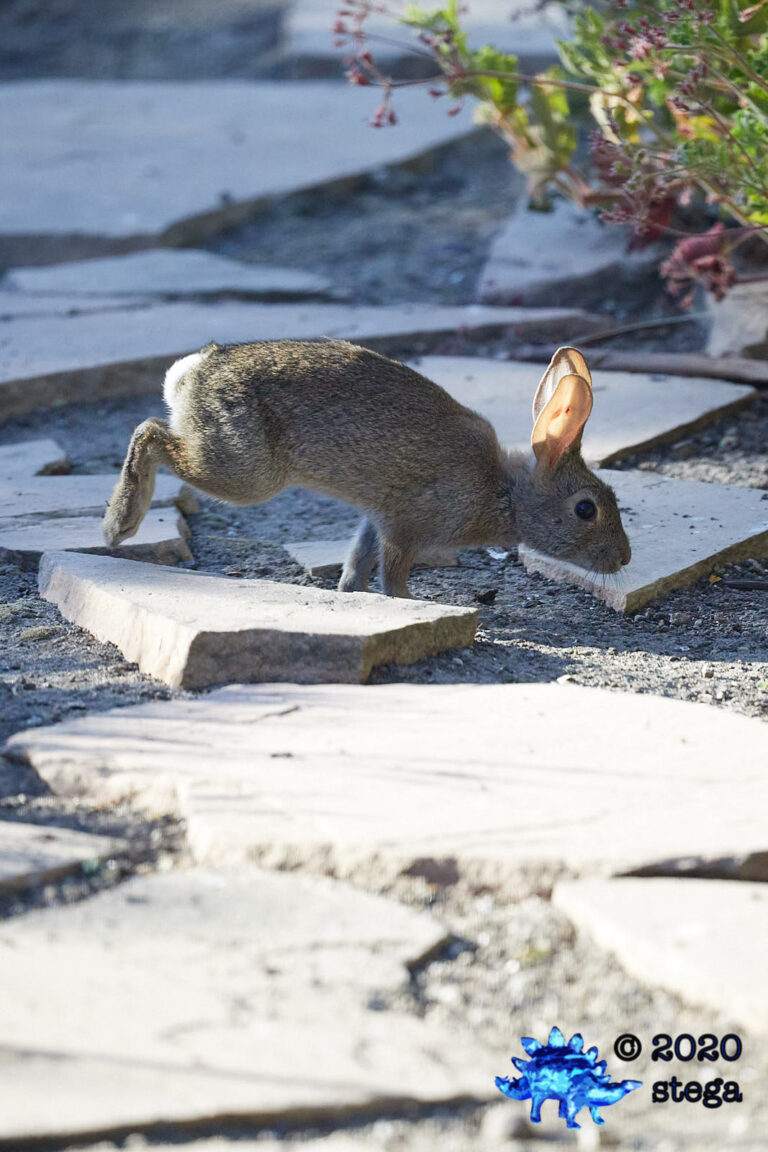 Baby Hare