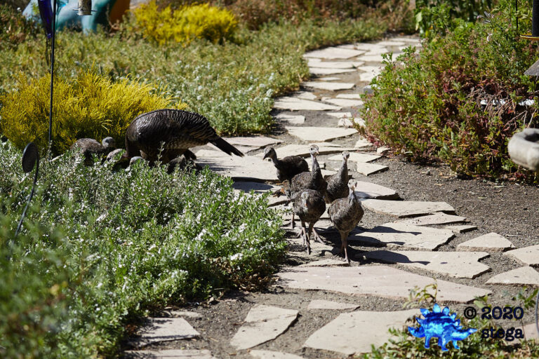 Wild Turkeys