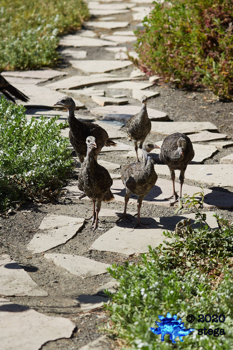 Wild Turkeys