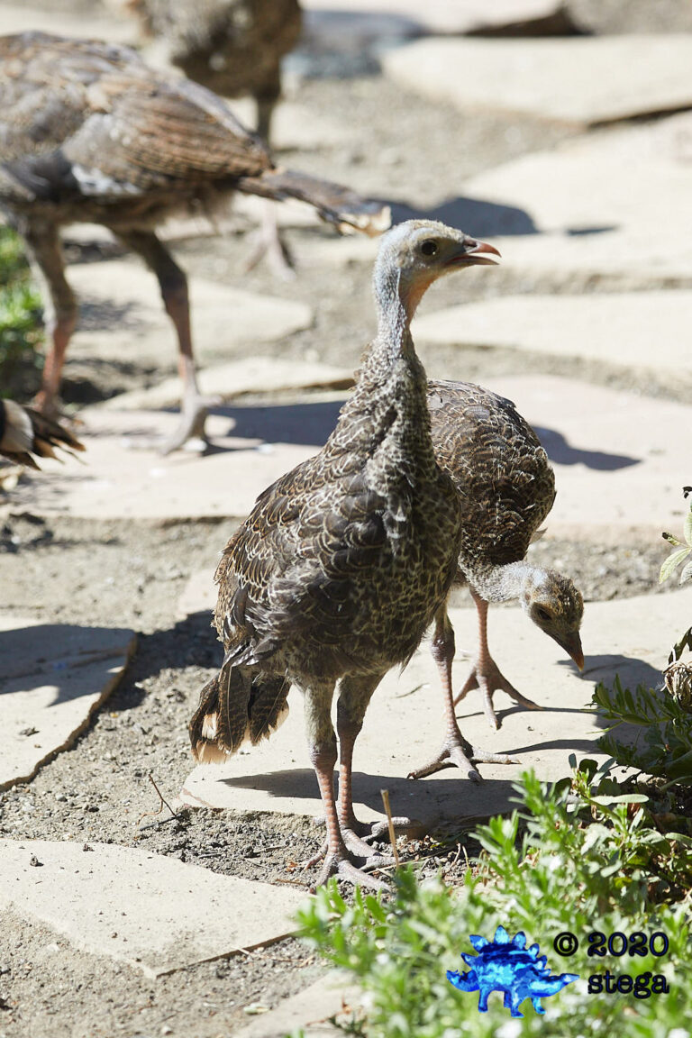 Wild Turkeys