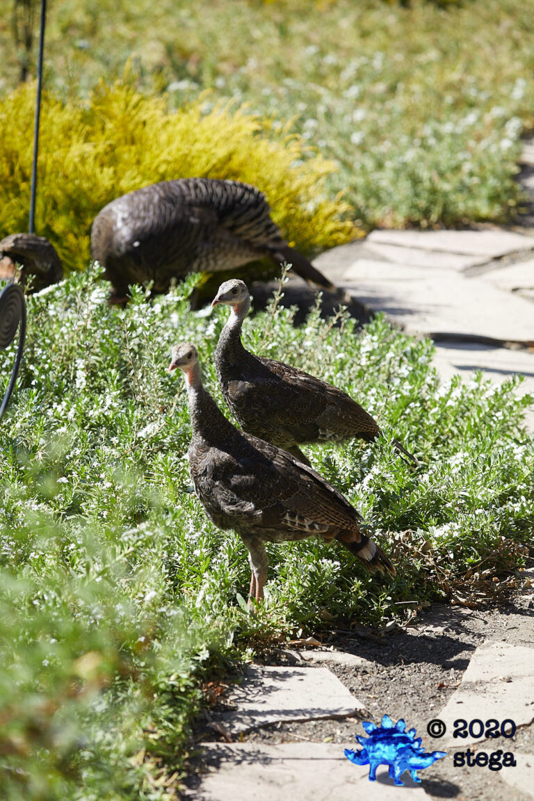 Wild Turkeys