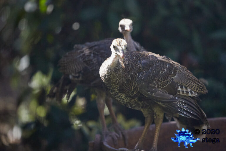 Wild Turkey
