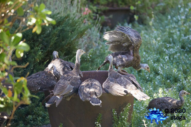Young Turkeys