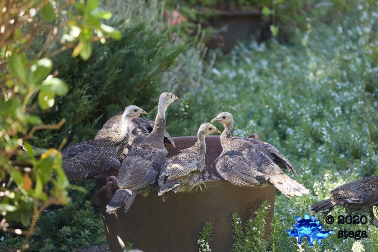 Wild Turkeys