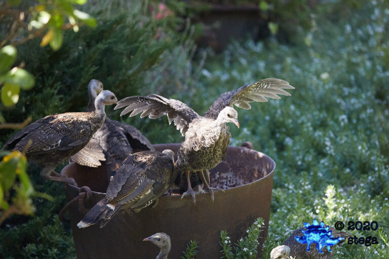 Wild Turkeys
