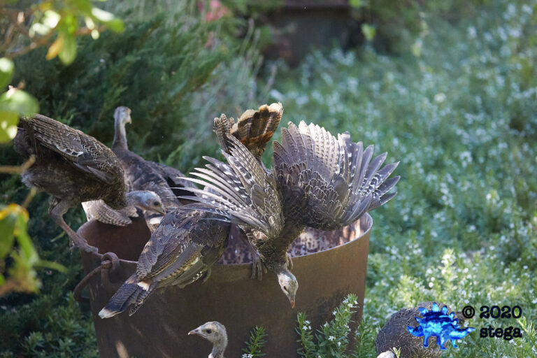 Wild Turkeys