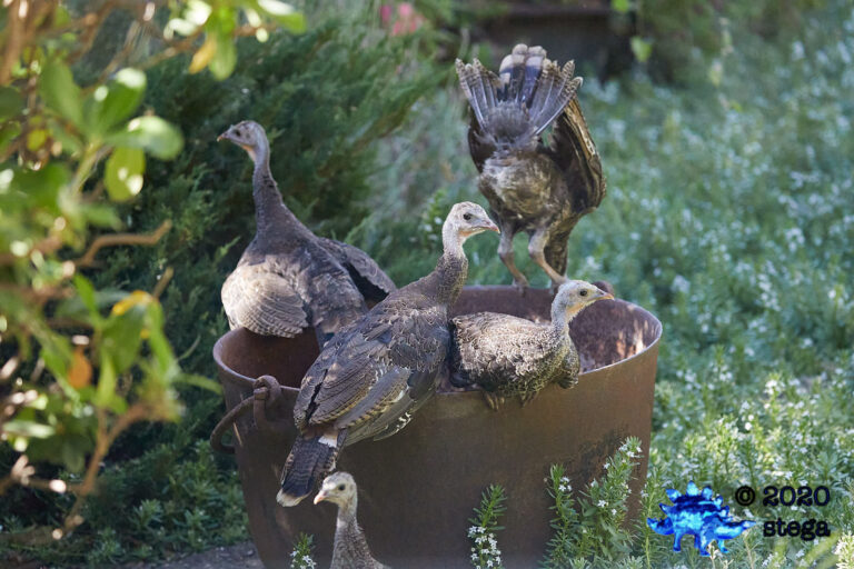 Young Turkeys