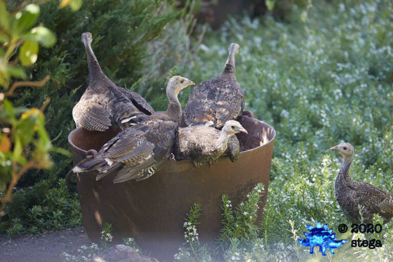 Wild Turkeys