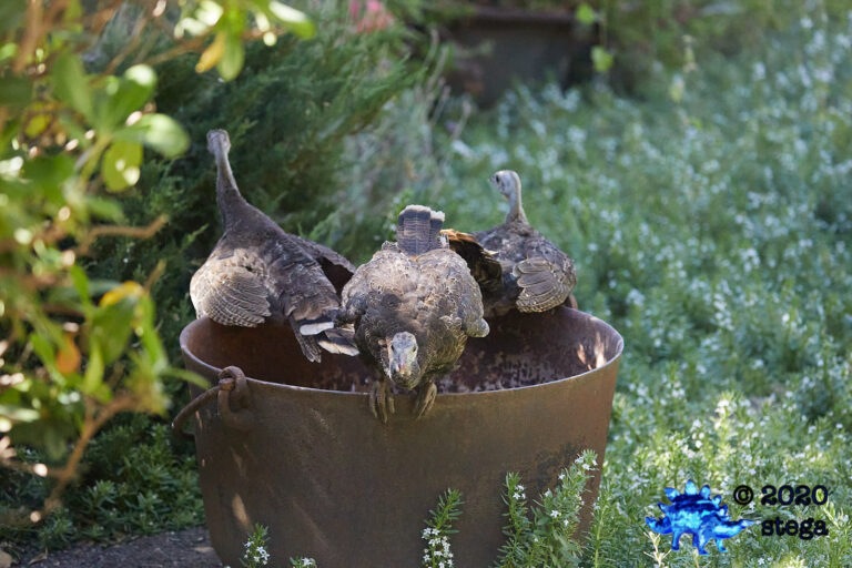 Wild Turkeys