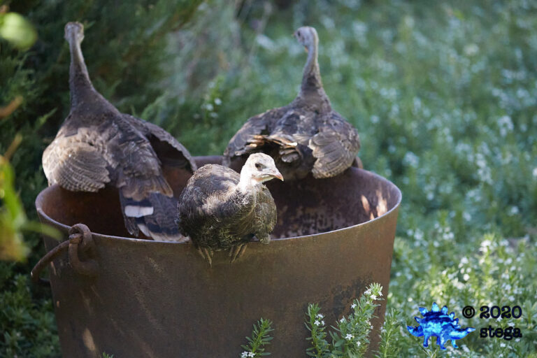Young Wild Turkey
