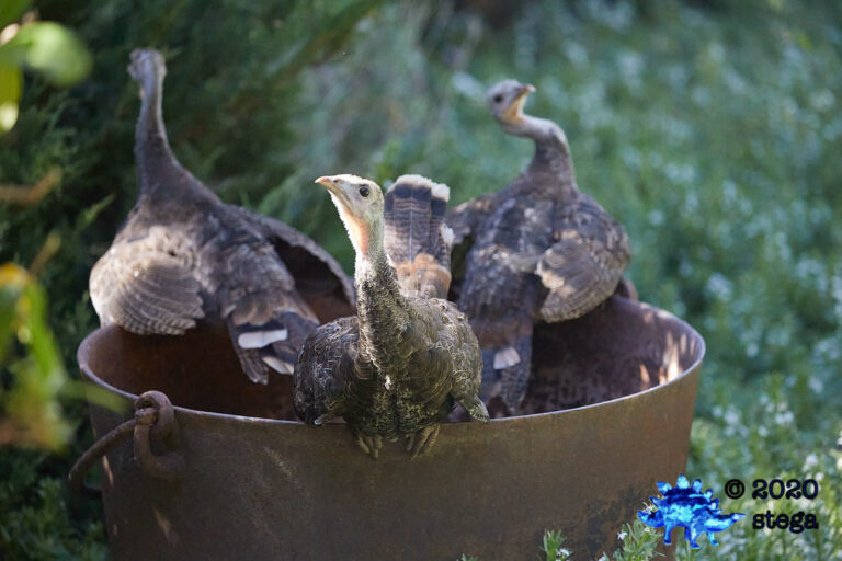Wild Turkey Fledglings