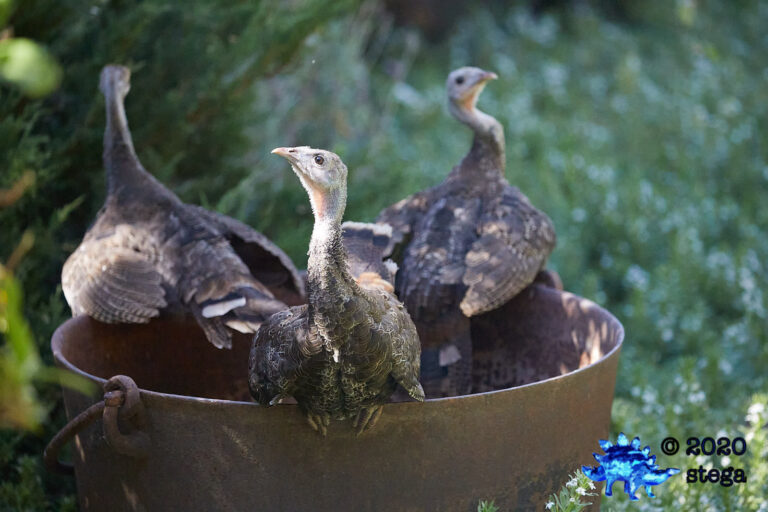 Turkey Fledgling