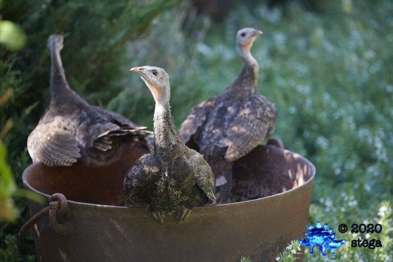 Wild Turkey