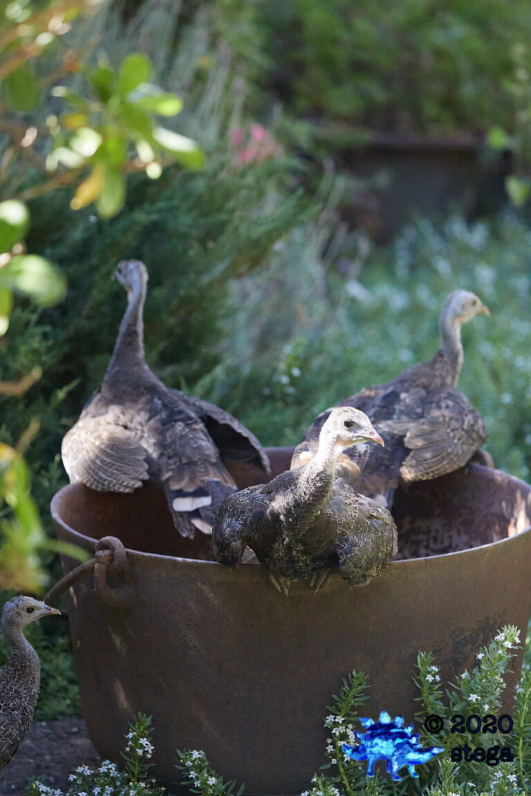 Wild Turkeys