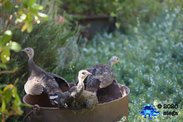 Wild Turkeys