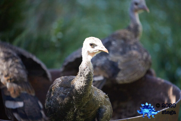 Wild Turkey