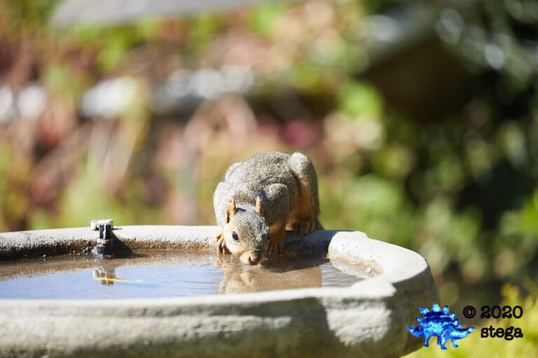 Fox Squirrel