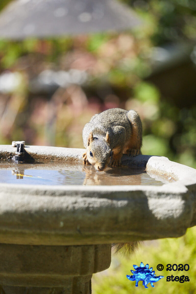 Fox Squirrel