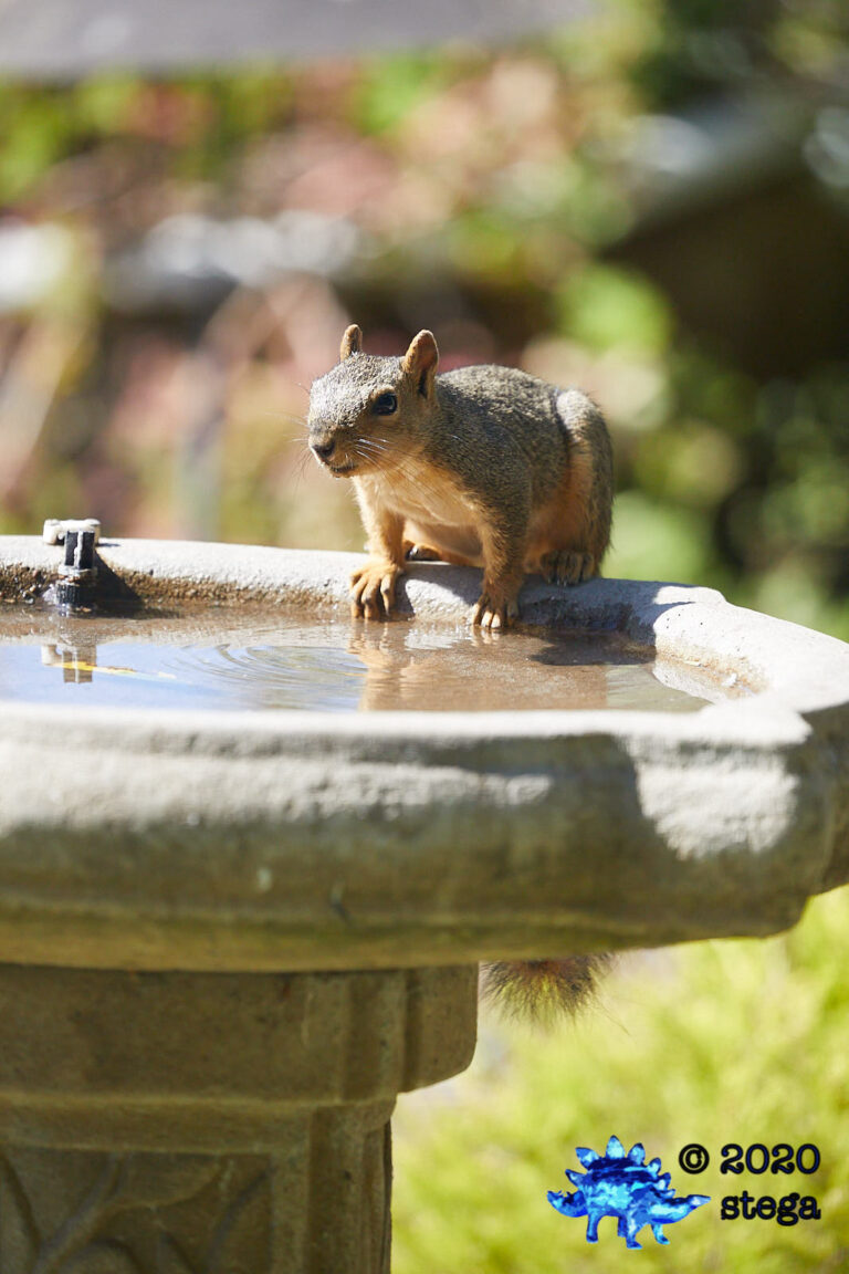 Fox Squirrel