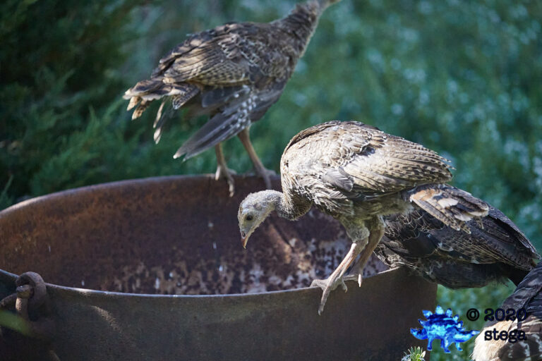 Wild Turkey Fledgling