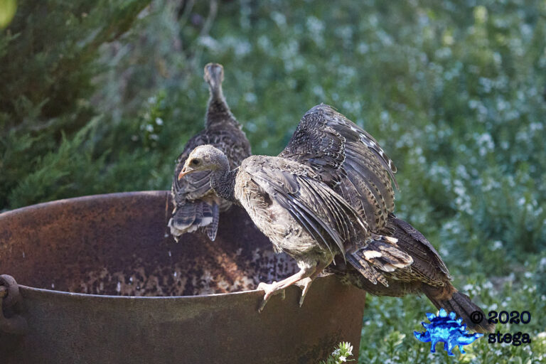 Wild Turkey Fledgling