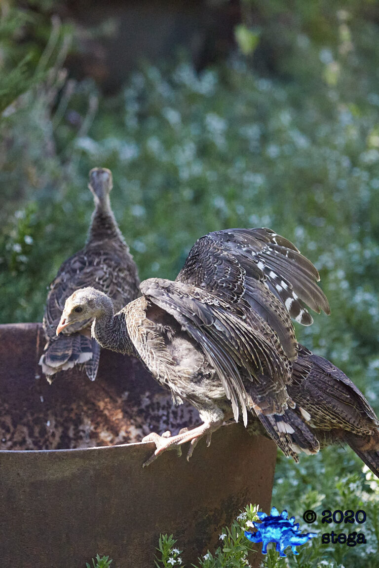 Wild Turkey Fledgling