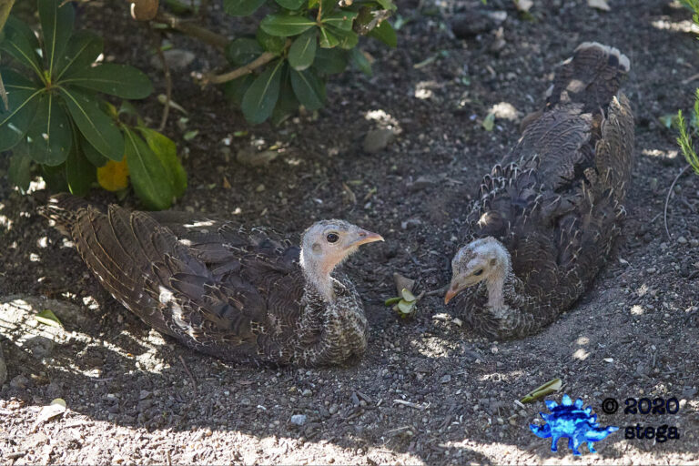 Wild Turkey Fledglings
