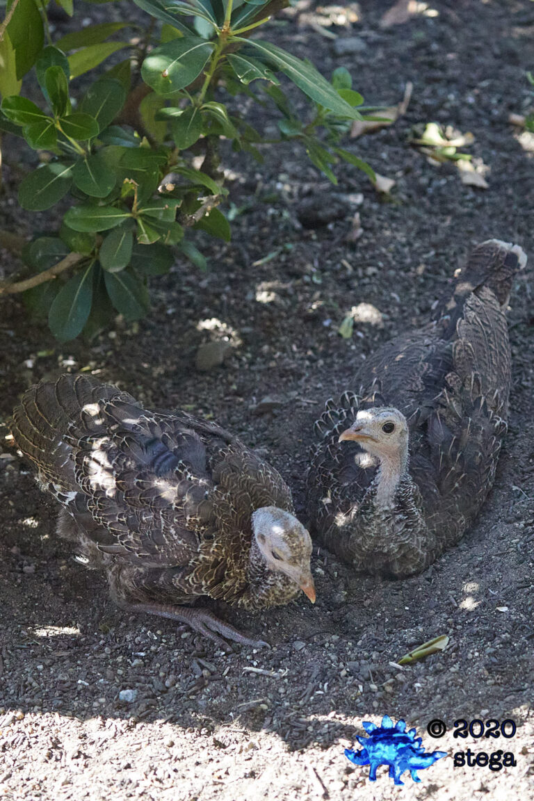 Wild Turkeys