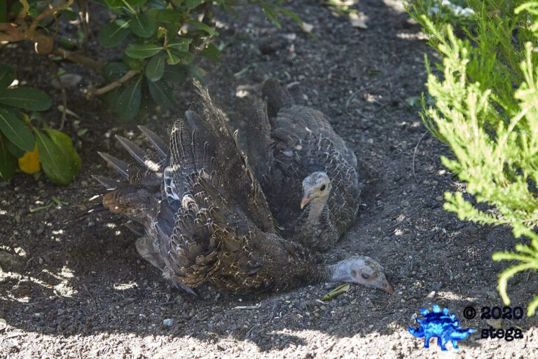 Turkey Fledglings